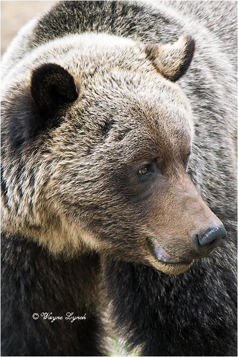 Mountain Grizzly Bear 105 by Dr. Wayne Lynch ©